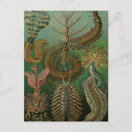  Worms Annelids Chaetopoda door Ernst Haeckel Briefkaart (Voorkant)