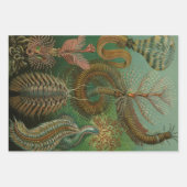 Worms Annelids Chaetopoda door Ernst Haeckel Inpakpapier Vel (Voorkant 2)
