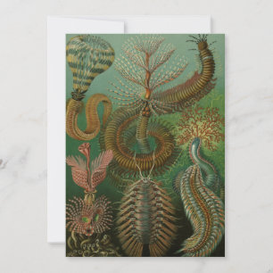  Worms Annelids Chaetopoda door Ernst Haeckel Kaart