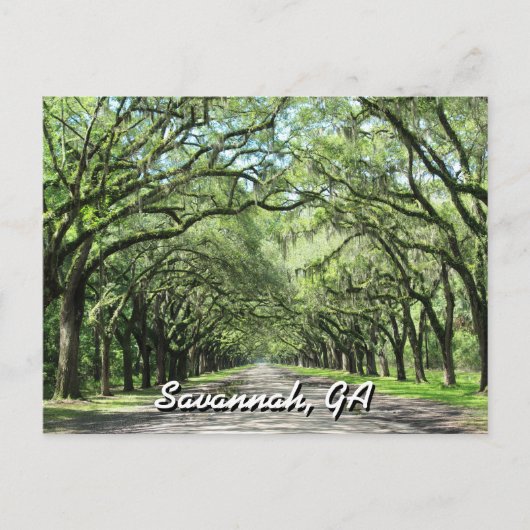 Wormsloe Plantation Savannah Briefkaart (Voorkant)