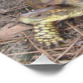 Worried Beagle Dog & Turtle Perfect Poster (Hoek)