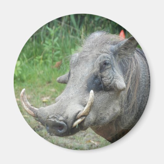 wort-hog10x10 magneet (Voorkant)