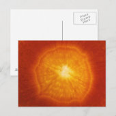 Wortel Briefkaart (Voorkant / Achterkant)