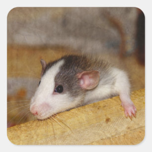 Wortel Vierkante Sticker