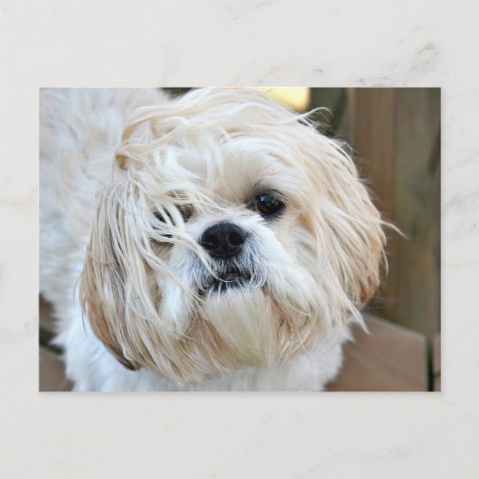 wou dat je hier was briefkaart (Voorkant)