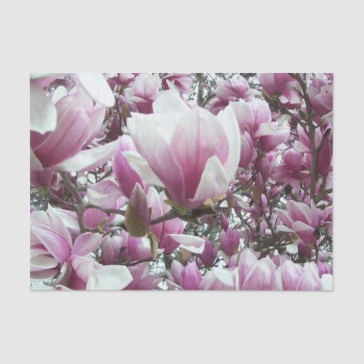 Wrappen - Saucer Magnolia Tissuepapier (Voorkant)
