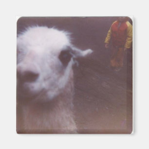 Wrecked 'Um Llama Magnet Magneet