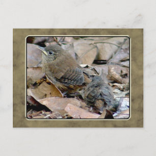 Wren Baby Bird Briefkaart