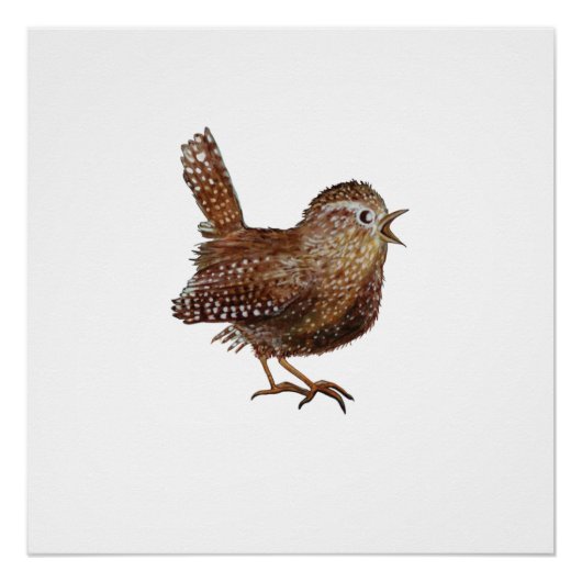 Wren Bird (Troglodytes Troglodytes) Perfect Poster (Voorkant)