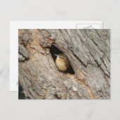 Wren Briefkaart. Briefkaart (Voorkant / Achterkant)