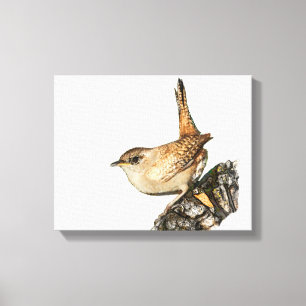 Wren Canvas Afdruk