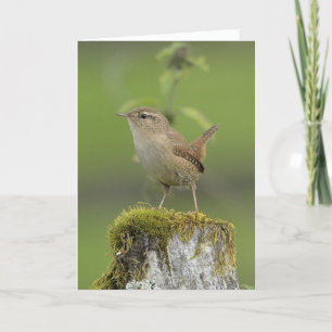 Wren Scotland Kaart