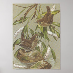  Wrens Poster