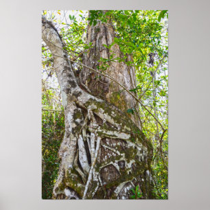 Wurgelvijg, Big Cypress National Preserve, FL Poster