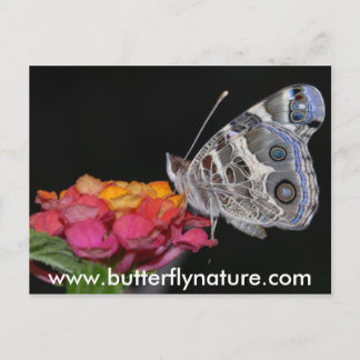 www.butterflynature.com briefkaart