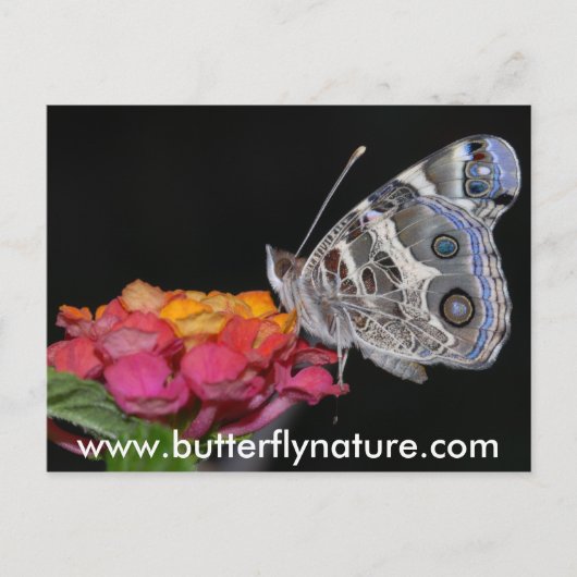 www.butterflynature.com briefkaart (Voorkant)