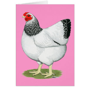 Wyandotte : Colon Hen