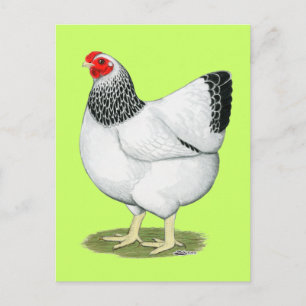 Wyandotte:  Columbian Hen Briefkaart