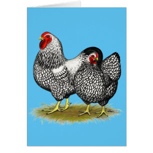 Wyandotte : Paire d'argent