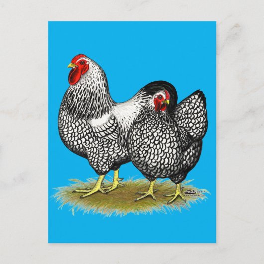 Wyandotte:  Silver Pair Briefkaart (Voorkant)