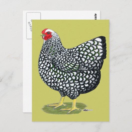 Wyandotte:  Zilverlaced Hen Briefkaart (Voorkant / Achterkant)
