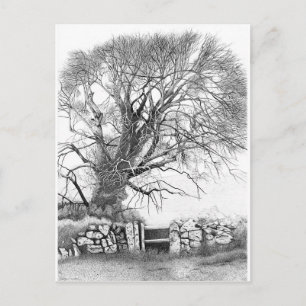 Wych Elm.  Briefkaart van het oorspronkelijke