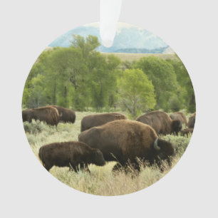 Wyoming Bison Nature Animal Photographie