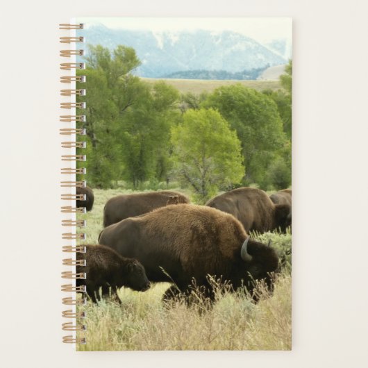Wyoming Bison Nature Animal Photographie (Devant)