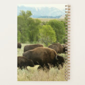 Wyoming Bison Nature Animal Photographie (Dos)