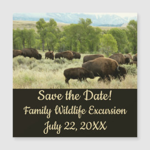 Wyoming Bison Natuur Animal Fotografie