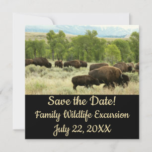 Wyoming Bison Natuur Animal Fotografie