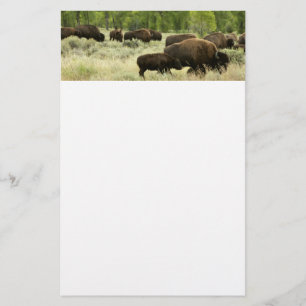 Wyoming Bison Natuur Animal Fotografie Briefpapier