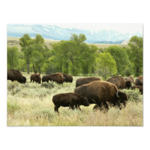 Wyoming Bison Natuur Animal Fotografie Foto Afdruk