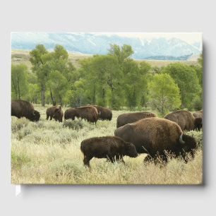 Wyoming Bison Natuur Animal Fotografie Gastenboek
