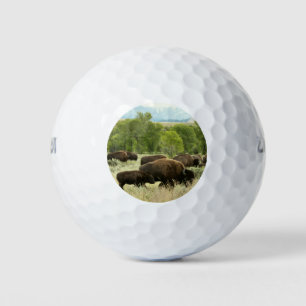 Wyoming Bison Natuur Animal Fotografie Golfballen