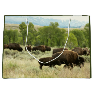 Wyoming Bison Natuur Animal Fotografie Groot Cadeauzakje