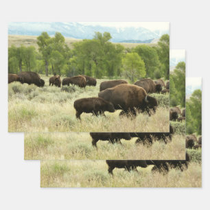 Wyoming Bison Natuur Animal Fotografie Inpakpapier Vel