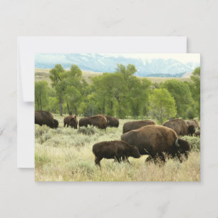 Wyoming Bison Natuur Animal Fotografie Kaart