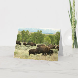 Wyoming Bison Natuur Animal Fotografie Kaart
