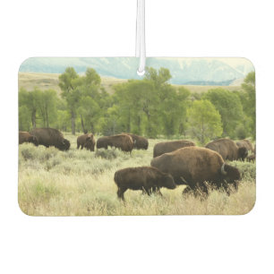 Wyoming Bison Natuur Animal Fotografie Luchtverfrisser