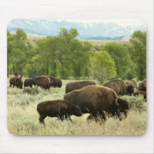 Wyoming Bison Natuur Animal Fotografie Muismat