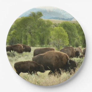 Wyoming Bison Natuur Animal Fotografie Papieren Bordje