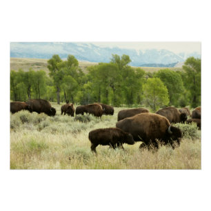 Wyoming Bison Natuur Animal Fotografie Perfect Poster