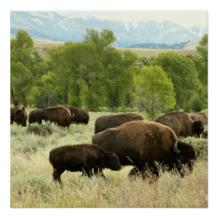 Wyoming Bison Natuur Animal Fotografie Perfect Poster