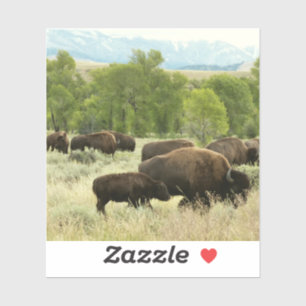 Wyoming Bison Natuur Animal Fotografie Sticker