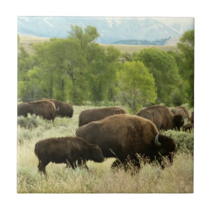 Wyoming Bison Natuur Animal Fotografie Tegeltje