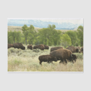 Wyoming Bison Natuur Animal Fotografie Tissuepapier