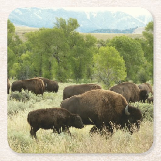 Wyoming Bison Natuur Animal Fotografie Vierkante Kartonnen Onderzetter (Voorkant)