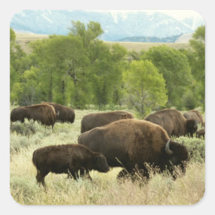 Wyoming Bison Natuur Animal Fotografie Vierkante Sticker