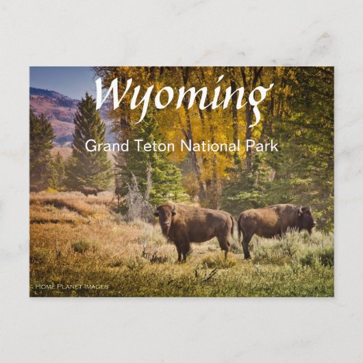 Wyoming Buffalo Briefkaart (Voorkant)